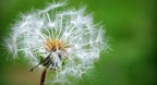 Nature’s Ballet - Dan Gibson\'s Solitudes